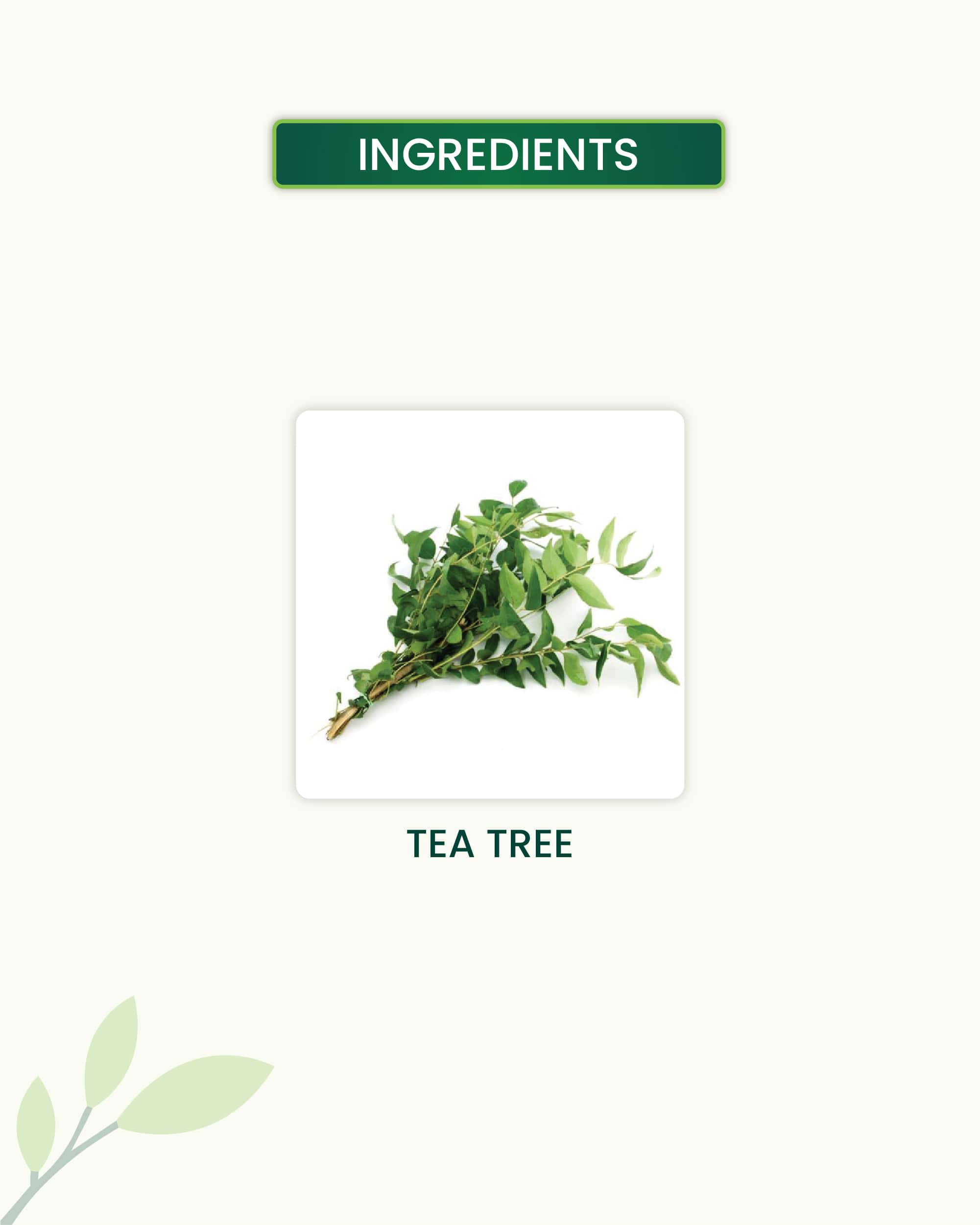 Tea Tree Essential Oil Key Ingredients